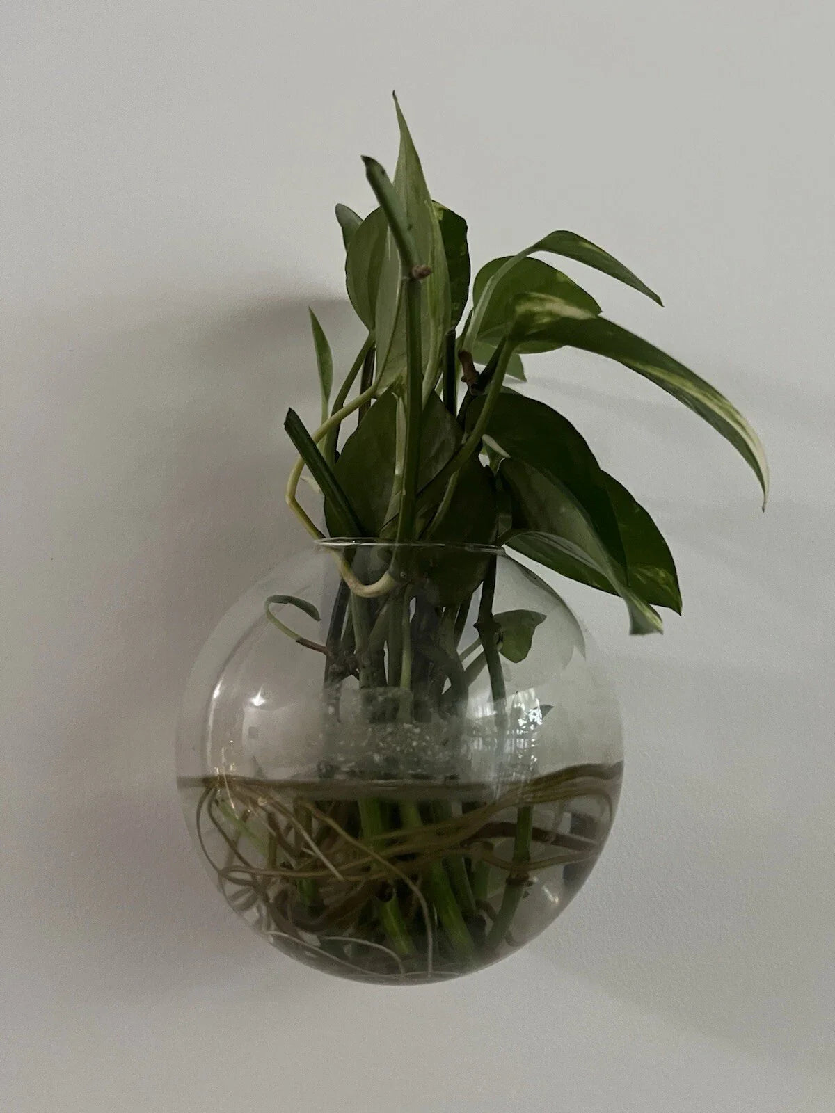 Pothos Cuttings - 5 Healthy Green Propagation Clippings - Epipremnum aureum Indoor Trailing Vine