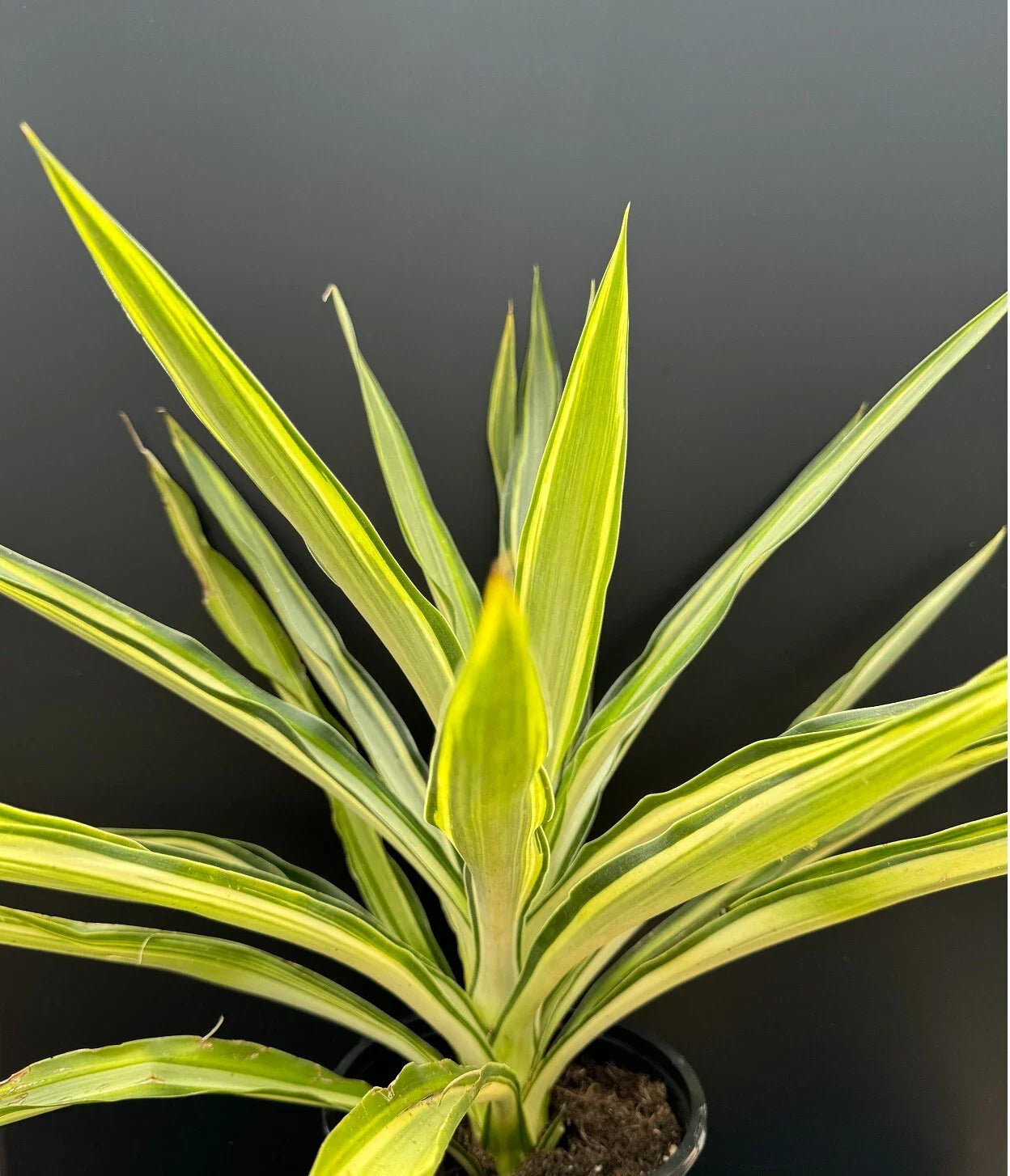 Variegated Yucca Plant 1-Gallon Rooted Hybrid 'Solaris' Succulent Indoor Outdoor