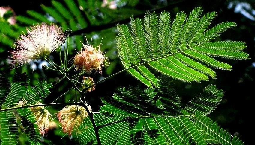 Mimosa Seeds - Pink Flowers - Albizia julibrissin - Garden Tree for Pollinators - Fast-Growing Deciduous Tree