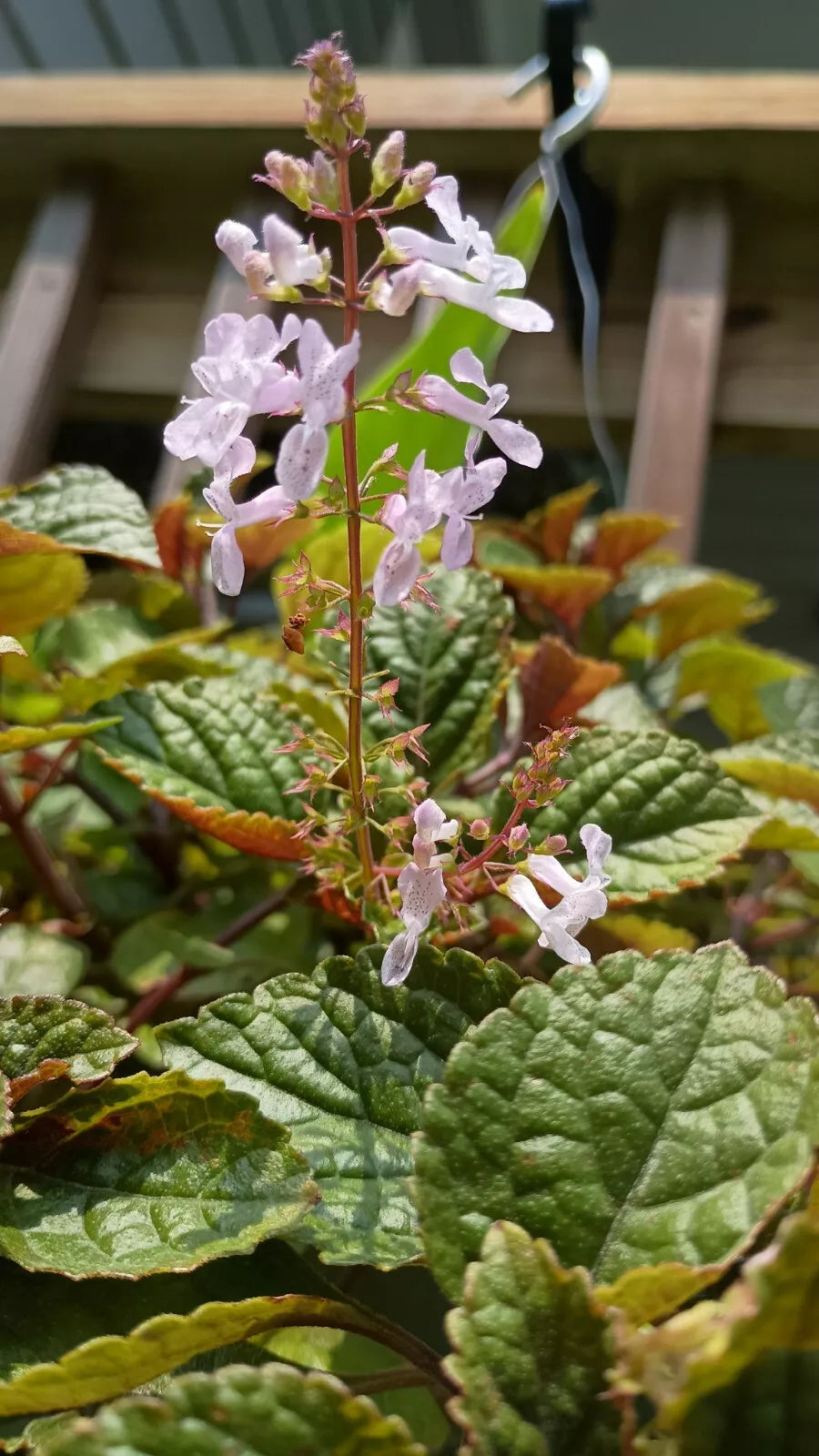 Purple Swedish Ivy Cuttings with Roots - Plectranthus australis - Trailing Indoor Plant for Hanging Baskets