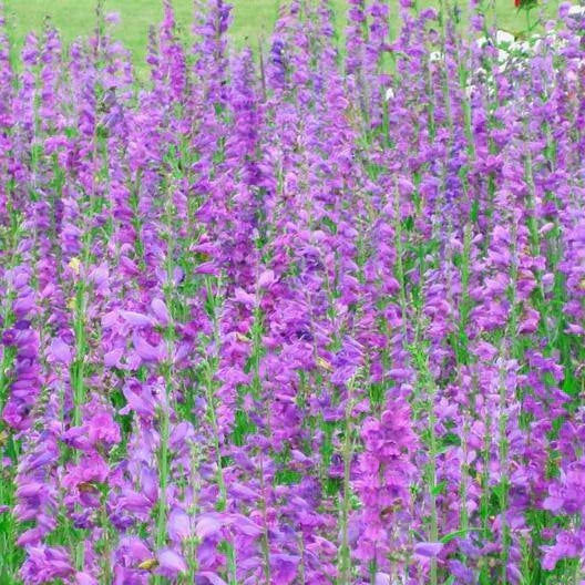 Penstemon Seeds - 500 Non-GMO Rocky Mountain Beardtongue Perennial for Hummingbirds