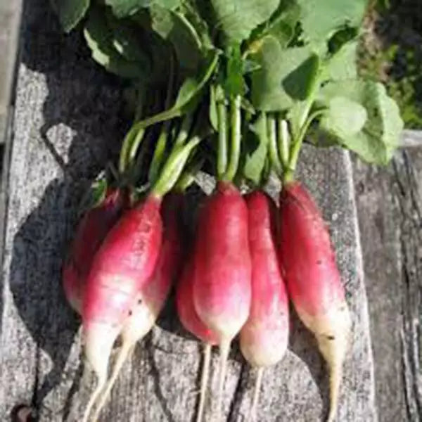 Radish Seeds 500 Count - French Breakfast Heirloom Non-GMO Raphanus sativus