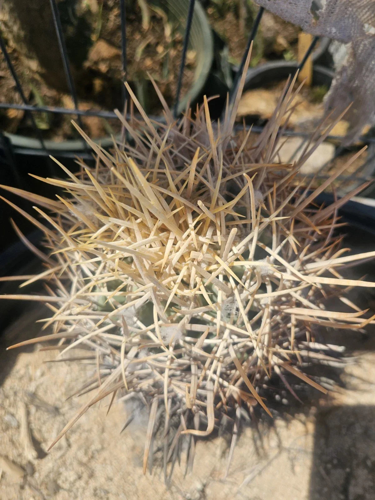 E. Xeranthemoides Cactus 6" Pot - Unique, Easy Care Succulent Houseplant