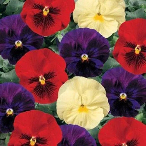 Pansy Seeds 50 Count - Delta Wine and Cheese Mix Viola x wittrockiana for Flower Beds & Containers