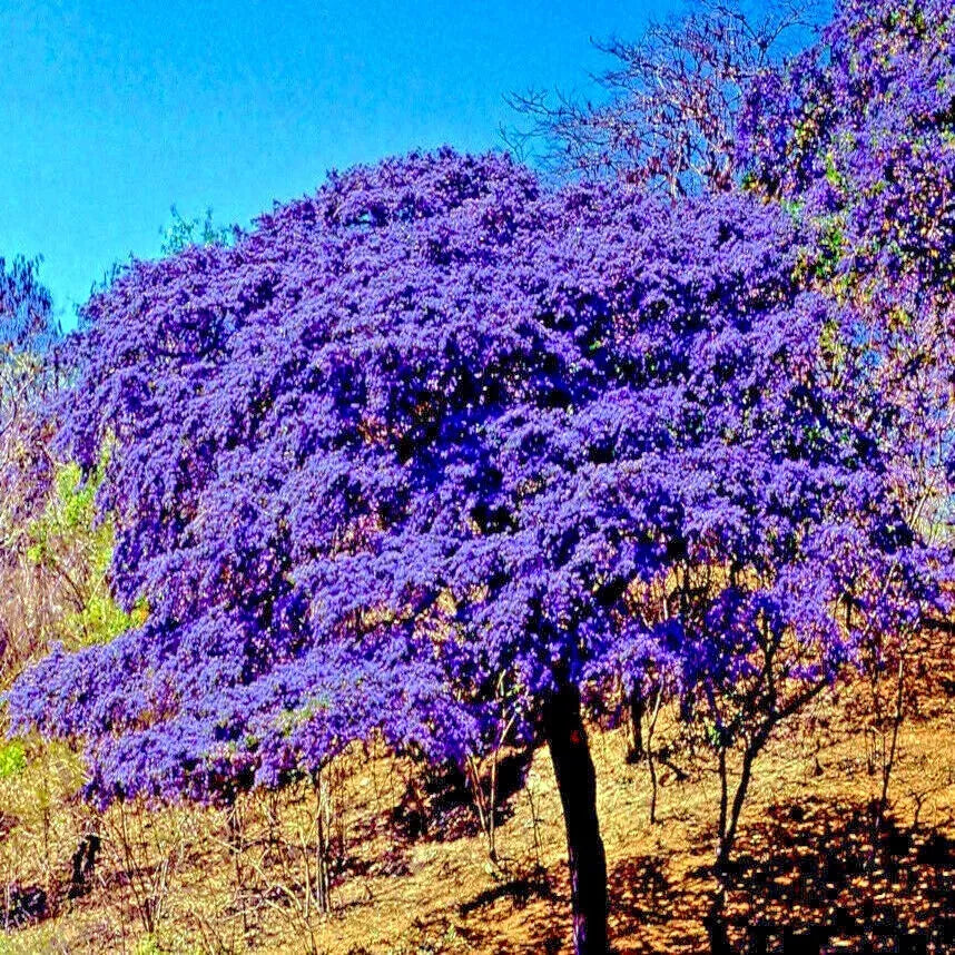 Lignum Vitae Tree Seeds - 10 Rare Guaiacum officinale Hardwood Seeds