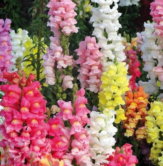 Snapdragon Seeds - Rocket Mix, 25 Count, Antirrhinum majus, Vibrant Flowering Annuals for Borders & Containers