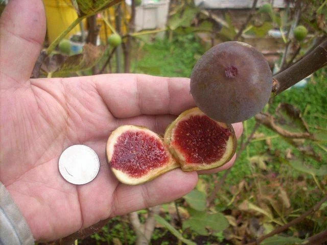 Fig Tree Cuttings 6 Pack, Col de Dame Grise, Ficus carica, Hardy Deciduous Fruit Tree for Garden & Container