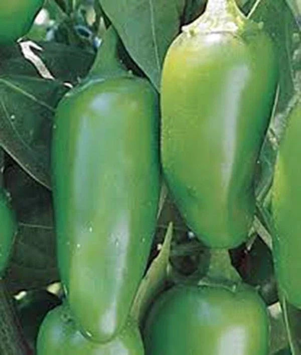 Early Jalapeno Pepper Seeds - Heirloom Non-GMO Capsicum annuum, 100 Seeds for Salsa, Cooking & Container Gardening