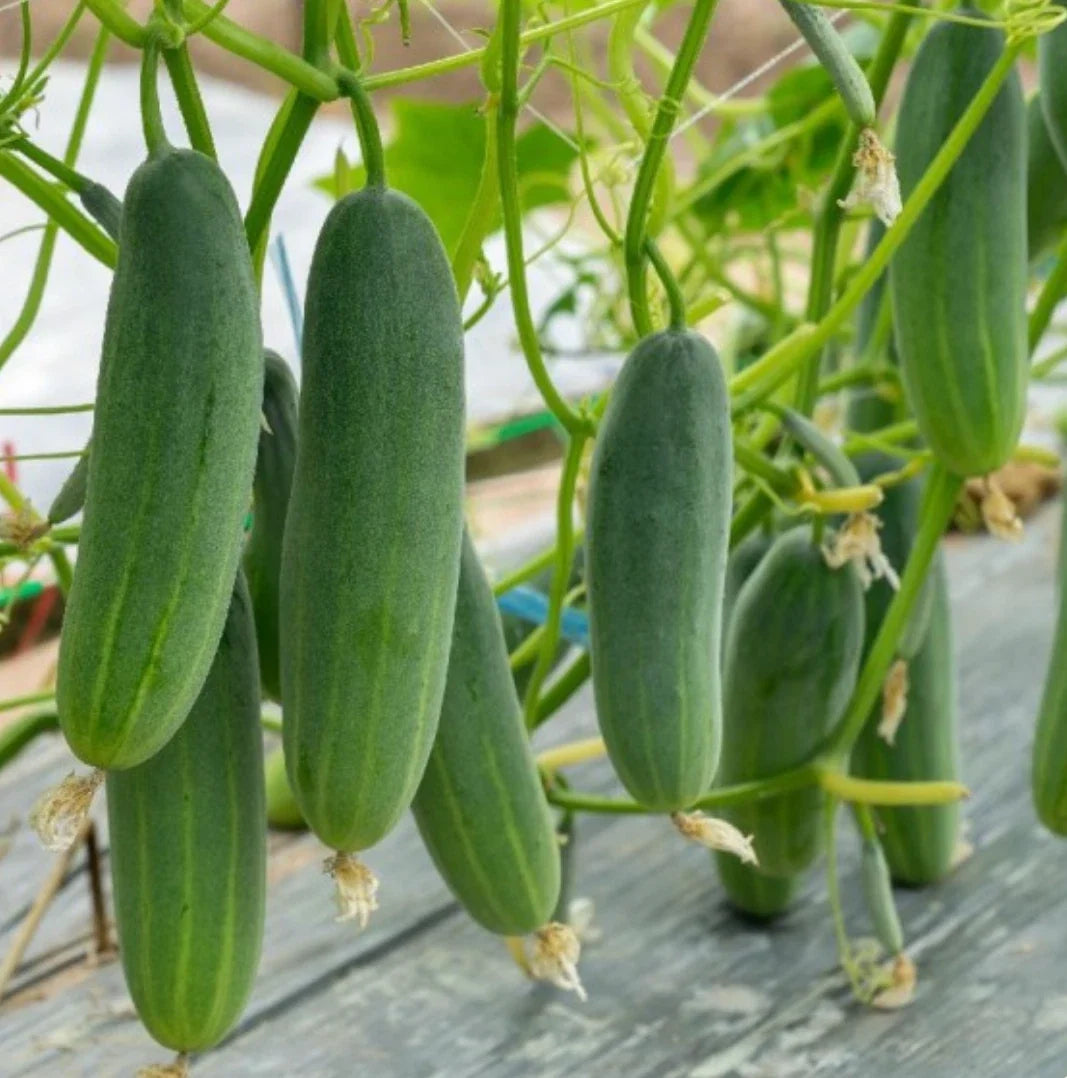 Marketmore 76 Cucumber Seeds – Heirloom Non-GMO Cucumis sativus for Home Gardens, Salad & Pickling, 200 Seeds
