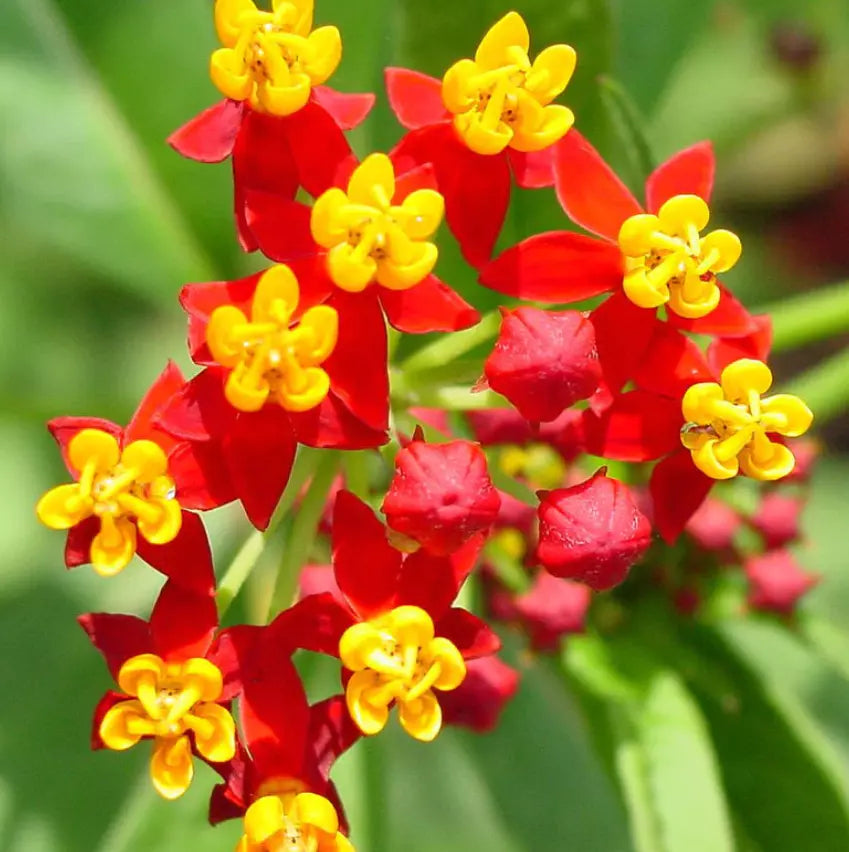 Tropical Bloodflower Milkweed Seeds - 100 Pack - Asclepias curassavica - Monarch Butterfly Host Plant for Pollinators