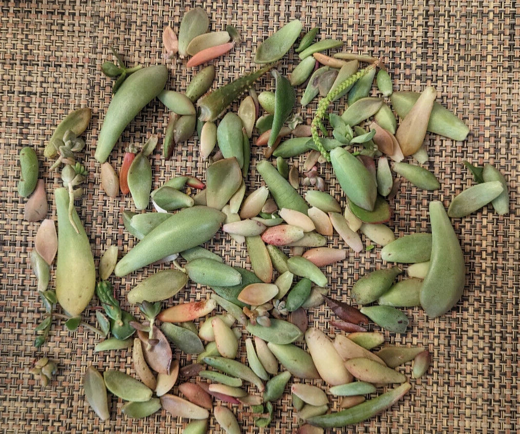 Succulent Leaves for Propagation - 3/4 LB - 30+ Varietals Including 5 Rare Types
