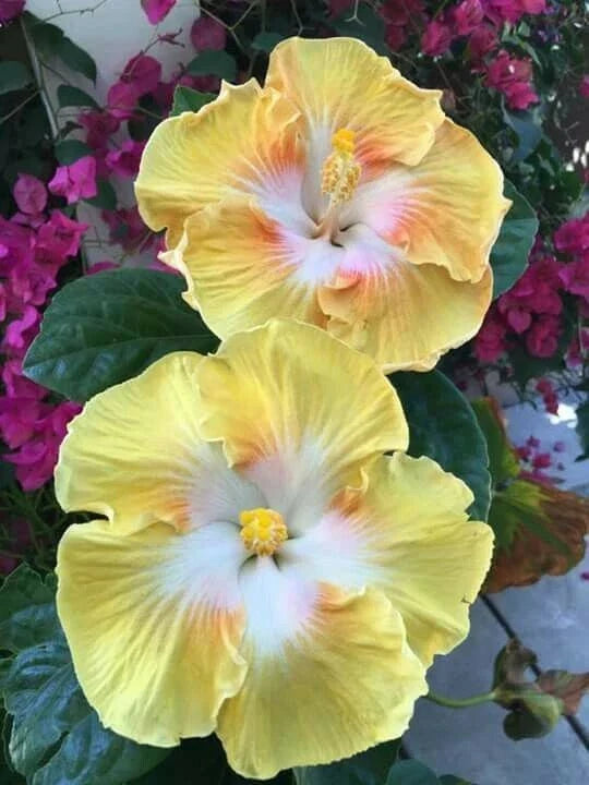 Light Yellow White Flower Seeds - Perennial Bloom Seeds for Garden, 20 Pack, Attracts Pollinators, Easy to Grow, Botanical Name Available