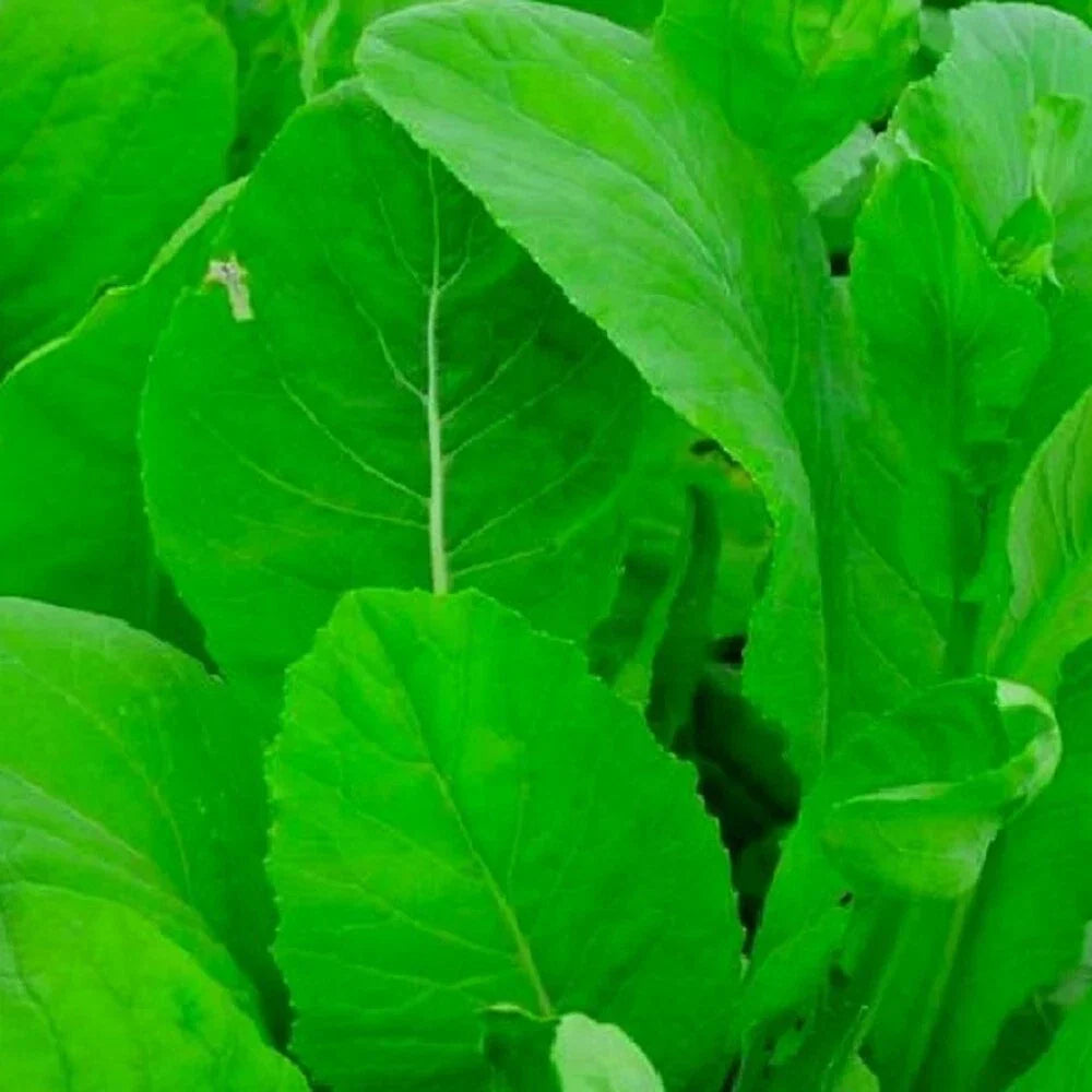 Tendergreen Mustard Spinach Seeds | NON-GMO Heirloom Brassica juncea | Organic Garden Seeds