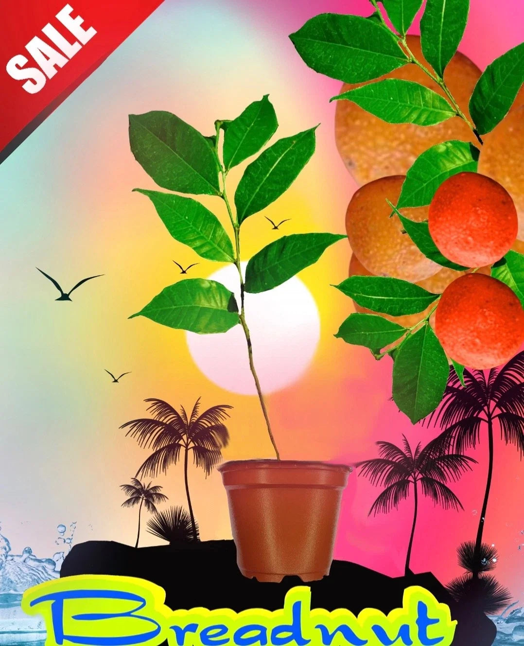 Maya Nut Tree Seedling - 3 Feet Tall Tropical Fruit Plant - Inga edulis Rare Garden Nursery Plant