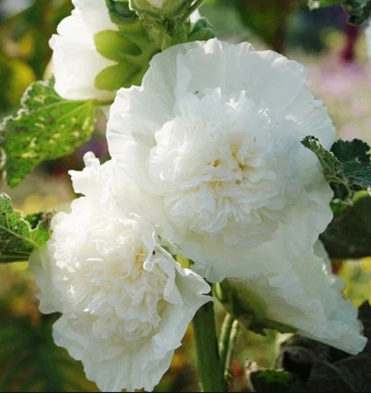 Hollyhock Seeds 25 Pack Chater's Double White Alcea rosea Non-GMO for Cottage Gardens & Borders