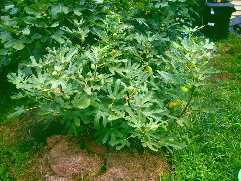 Black Weeping Willow Cuttings - Salix Nigra Rooted Trees for Bonsai & Water Gardens, 2 Pack