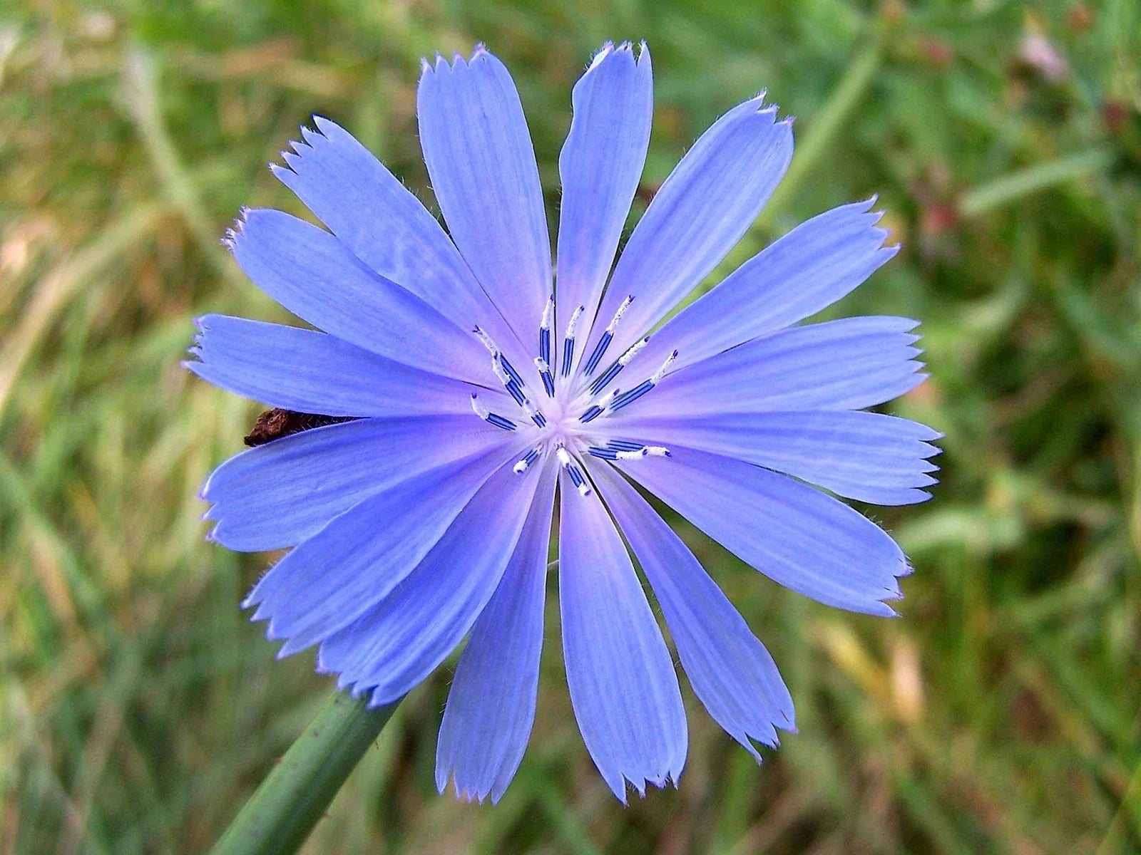 Wildflower Seeds Pack - 2,000 Seeds - Native Plant Mix for Pollinators & Wildlife - Biodiversity Garden Seed Collection