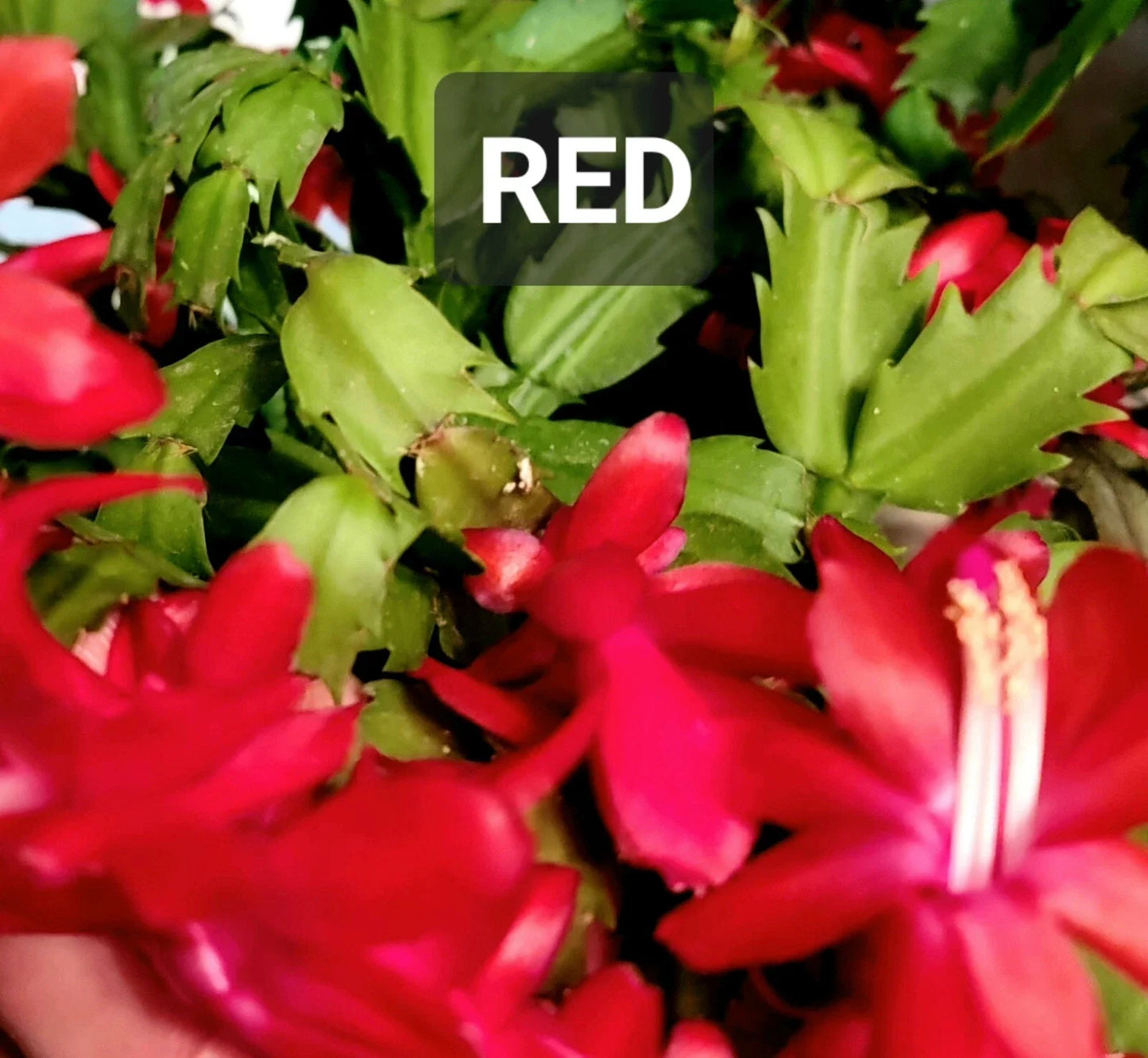Thanksgiving Holiday Cactus Cuttings - Unrooted Schlumbergera Propagation Planting Material
