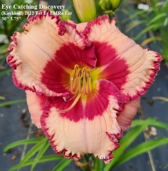 Daylily Live Plant - Rebloomer, Eye Catching Discovery, Hemerocallis 'Eye Catching Discovery'