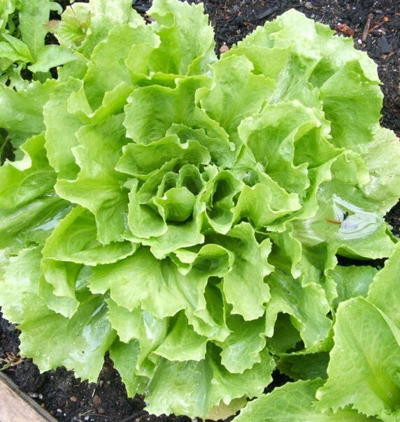 Broadleaf Batavian Endive Seeds – Organic Cichorium endivia for Salads & Cooking, 500+ Non-GMO Vegetable Seeds, USA