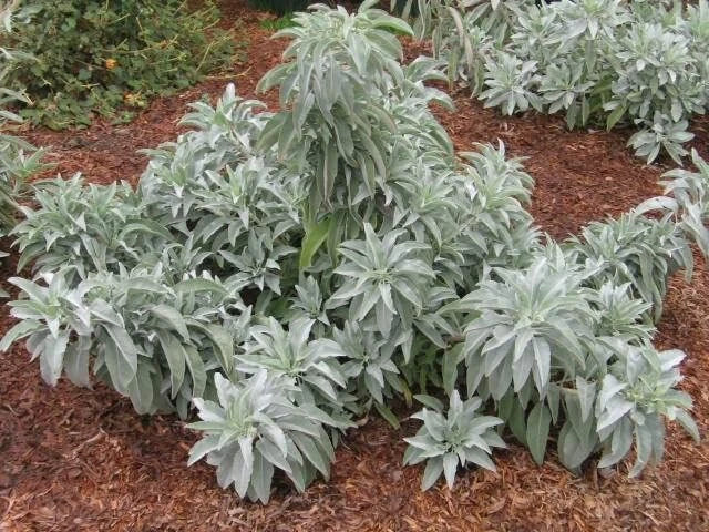 White Sage Seeds - 100 Count Salvia apiana Indoor Outdoor Herb for Culinary Aromatic & Ceremonial Use