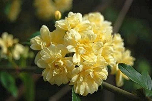 Lady Banks Climbing Rose Plant - Yellow Flowers, Heirloom Rosa banksiae, Garden Trellis, Fence, Arbor, 1-Gallon Pot