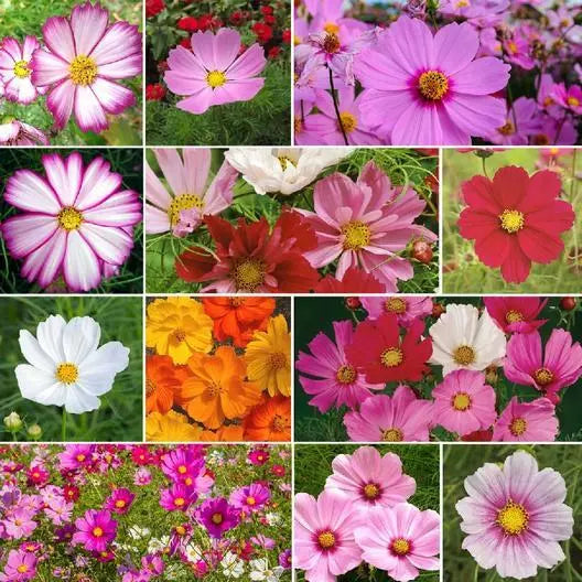 Cosmos Seeds Mix - CRAZY FOR COSMOS Heirloom Non-GMO 200 Seeds for Pollinators