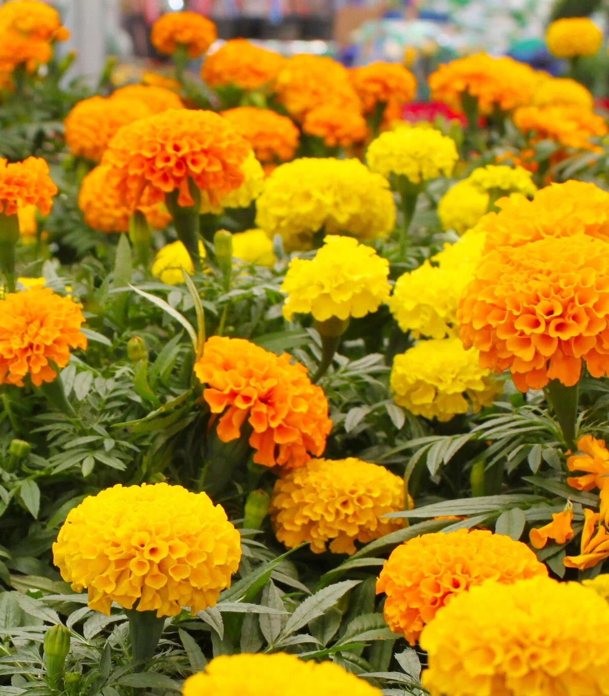 Crackerjack Marigold Seeds - 25+ Pack, Tagetes erecta, Bright Orange & Yellow Flowers, Garden Planting, Easy Grow, USA Grown