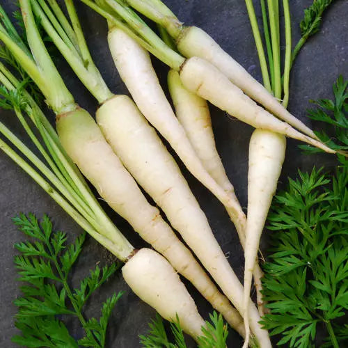 Lunar White Carrot Seeds | Heirloom Non-GMO Organic Vegetable Seeds