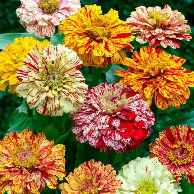 Candy Stripe Mixed Zinnia Seeds - Pack of 100+ - Colorful Garden Flowers - Zinnia elegans - Easy to Grow, Butterfly Attracting