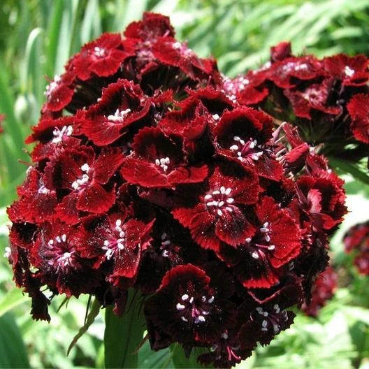 Sweet William Seeds 200 Count Dianthus barbatus Red Spring Blooms Butterfly Attractant Non-GMO
