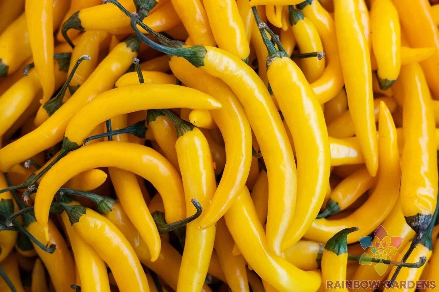 Aji Amarillo Hot Pepper Seeds - 25+ Capsicum baccatum for Garden, Container, Spicy Peppers, Culinary, USA Grown