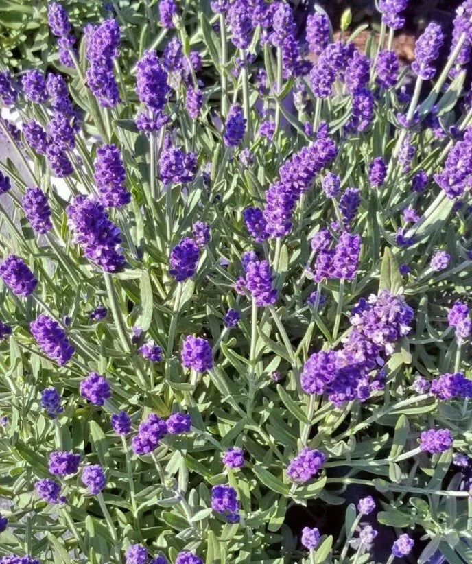 Lavender Sentenia Blue Bare Root Plant 3 Pack, Purple Flowers, Lavandula, Garden Perennial, Clumping, Medium Growth