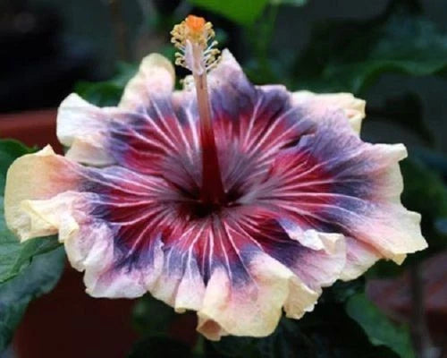 Hibiscus Seeds - 20 Perennial Flower Seeds - Cream Pink Purple Hibiscus (Hibiscus rosa-sinensis) for Garden & Landscaping
