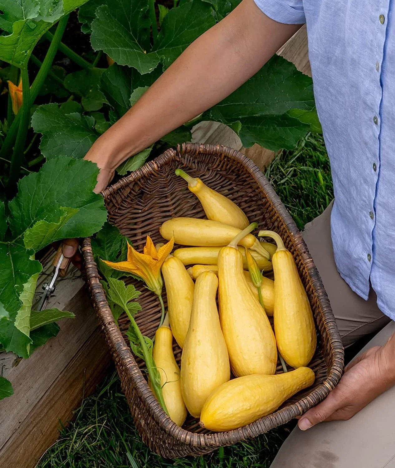 Saffron Summer Squash Seeds - Grandprize Variety, Cucurbita pepo, Heirloom Vegetable Seeds for Planting, Bush-Type, 10 Seeds