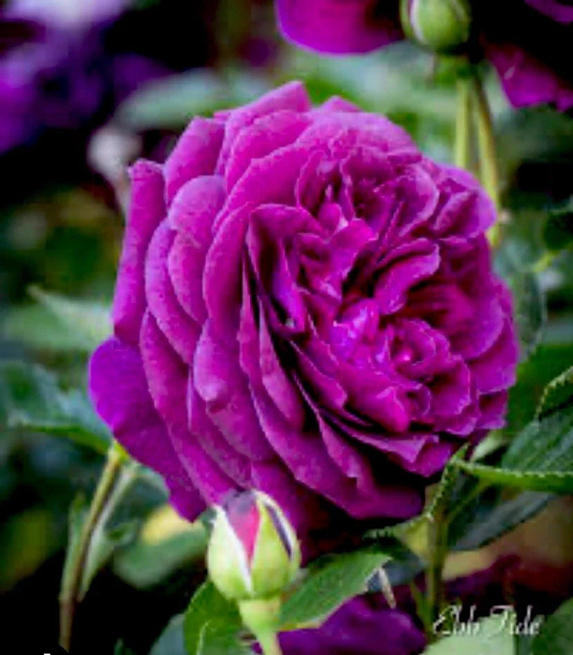 Velvet Magenta Fragrant Rose Cuttings - 6 Inch, 5 Pack, Rosa 'Velvet Magenta' for Garden, Border, Indoor Arrangements