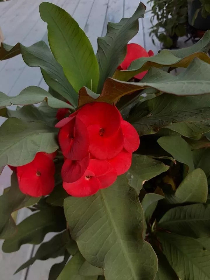 Red Crown of Thorns Cutting 6" Euphorbia milii No Roots for Propagation, Succulent Plant, Indoor & Outdoor Gardening