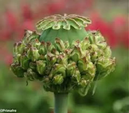 Poppy Hen & Chickens Seeds - 50 Seeds for Garden & Dried Floral | Papaver