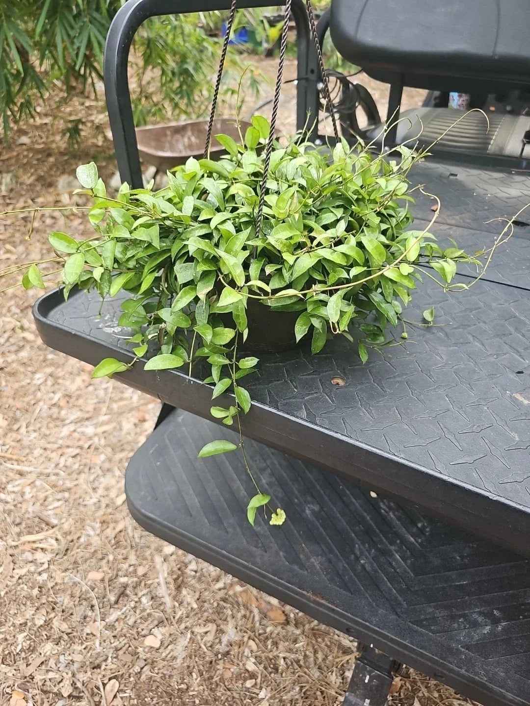 XL Hoya Lacunosa Variegated Wax Plant - 8" Hanging Pot - Indoor Blooming Vining Plant