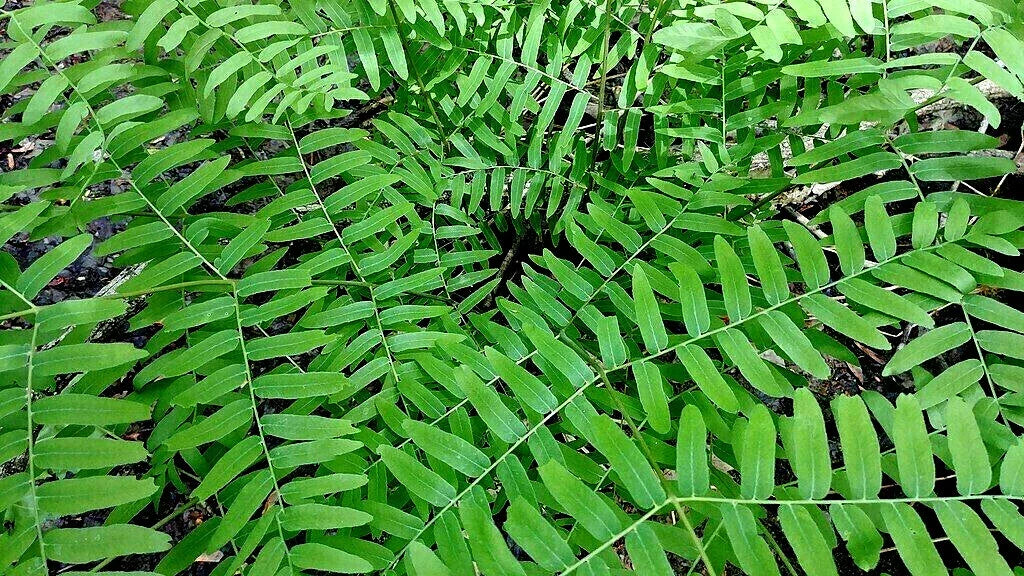 Royal Fern Seeds 1000 Spores Osmunda regalis Hardy to -30°F for Shade Garden Propagation