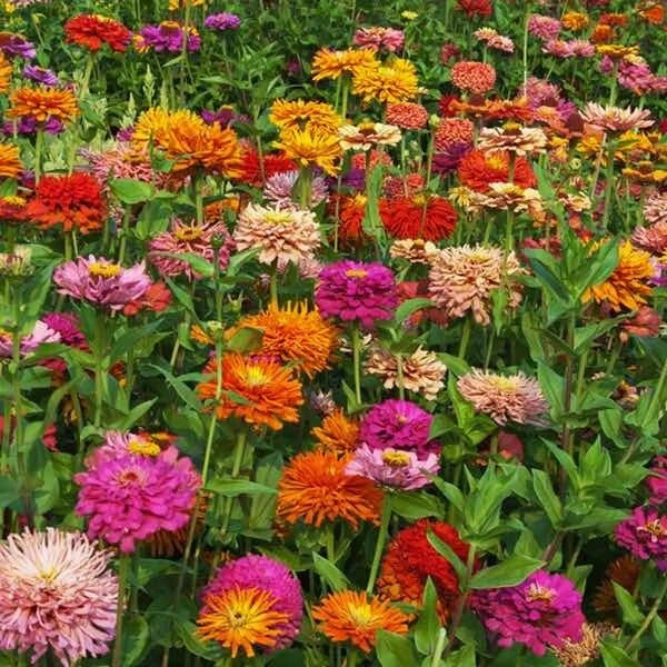 Giant Cactus Zinnia Seeds - 100+ Pack, Colorful Garden Flowers, Zinnia elegans, Annual, Easy to Grow