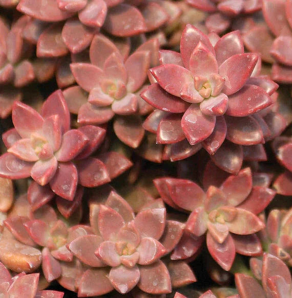 GraptoSedum Alpenglow - 2" Diameter Rooted Succulent Plants