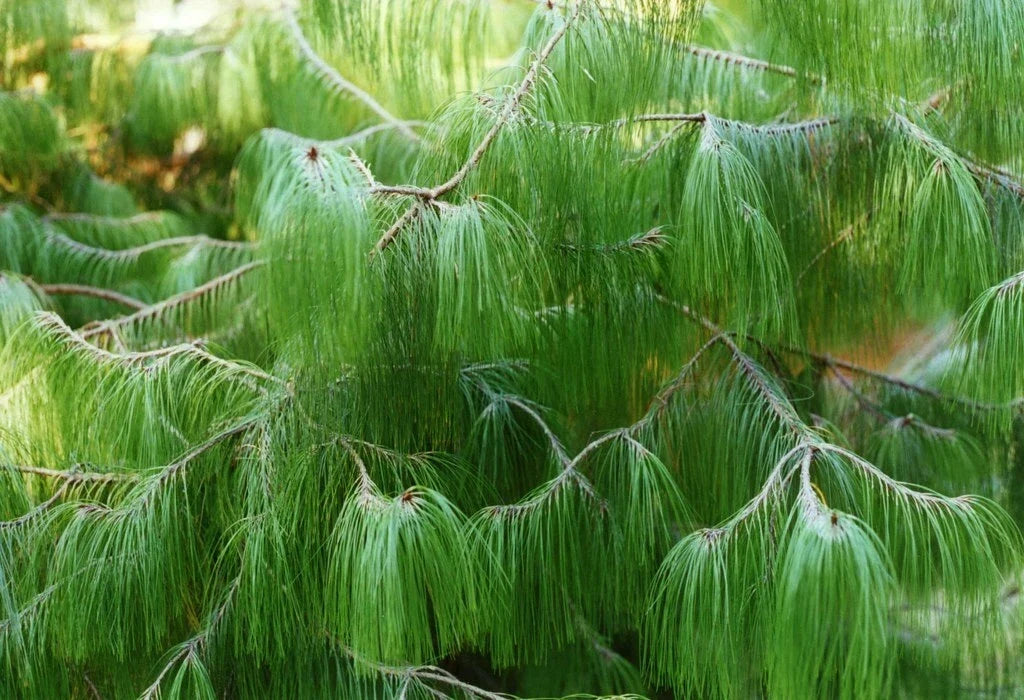 Mexican Yellow Weeping Pine Seeds, Pinus patula, Drought-Resistant Evergreen, Ornamental Landscaping, 30 Pack