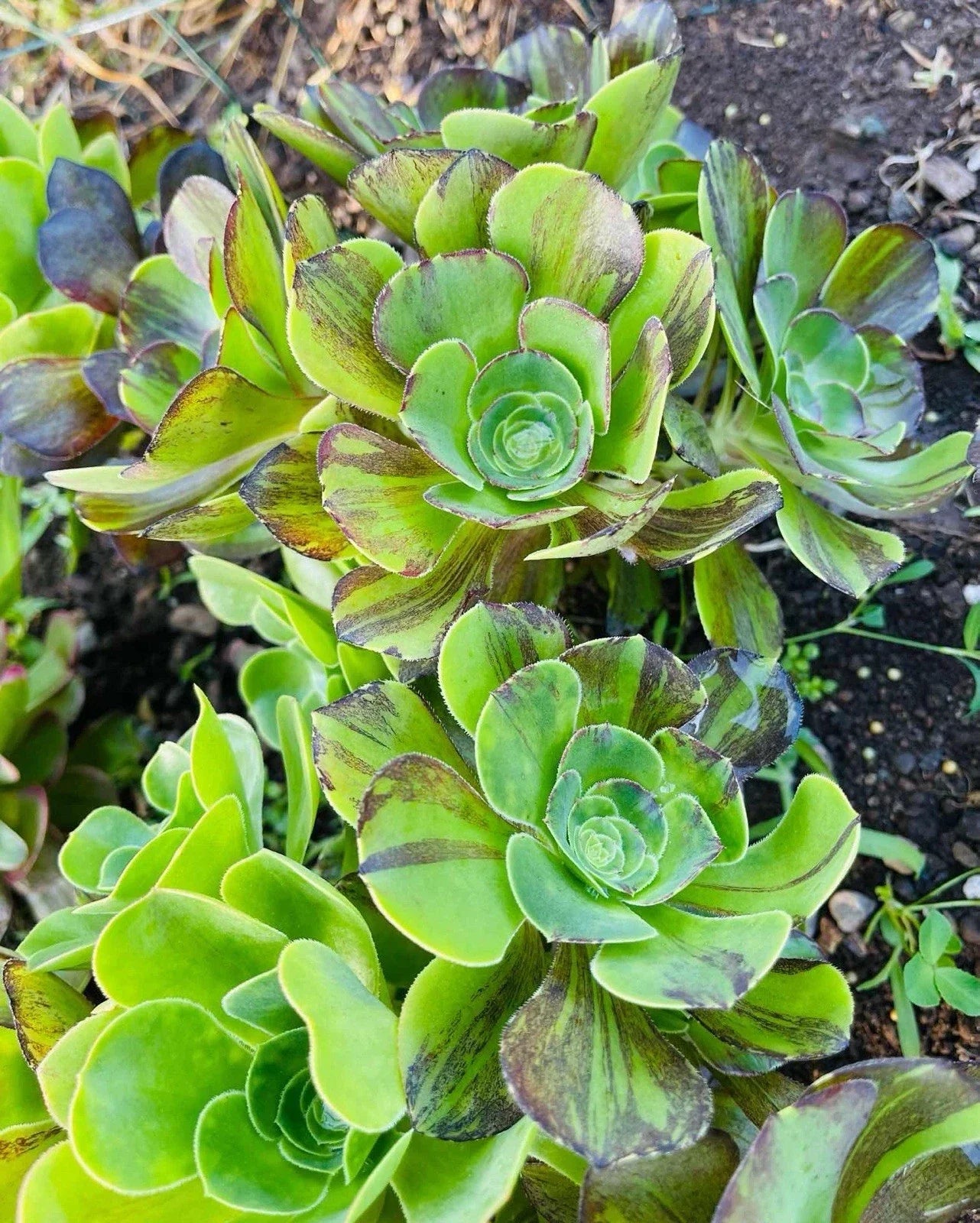 Rare Aeonium Voodoo Brushed Cluster - Variegated Aeonium Succulent Houseplant