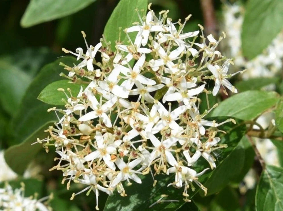Silky Dogwood Plants Set - 4" Pot - Cornus amomum - Deciduous Shrubs for Garden, Wildlife, and Hedges