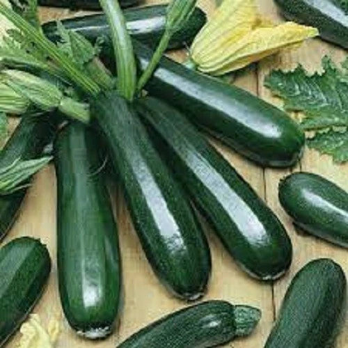 Premium Black Beauty Zucchini Seeds - Organic Cucurbita pepo Heirloom for Home Garden, Container Growing