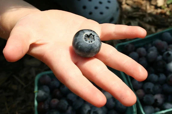 Dryland Blueberry Seeds - 1000 Seeds for Rocky Soil - Vaccinium angustifolium