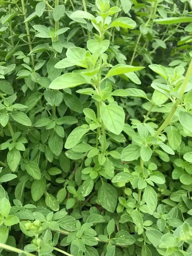 Greek Oregano Plant 4" Pot | Aromatic Culinary Herb | Origanum vulgare | Perennial with Pink-Purple Flowers