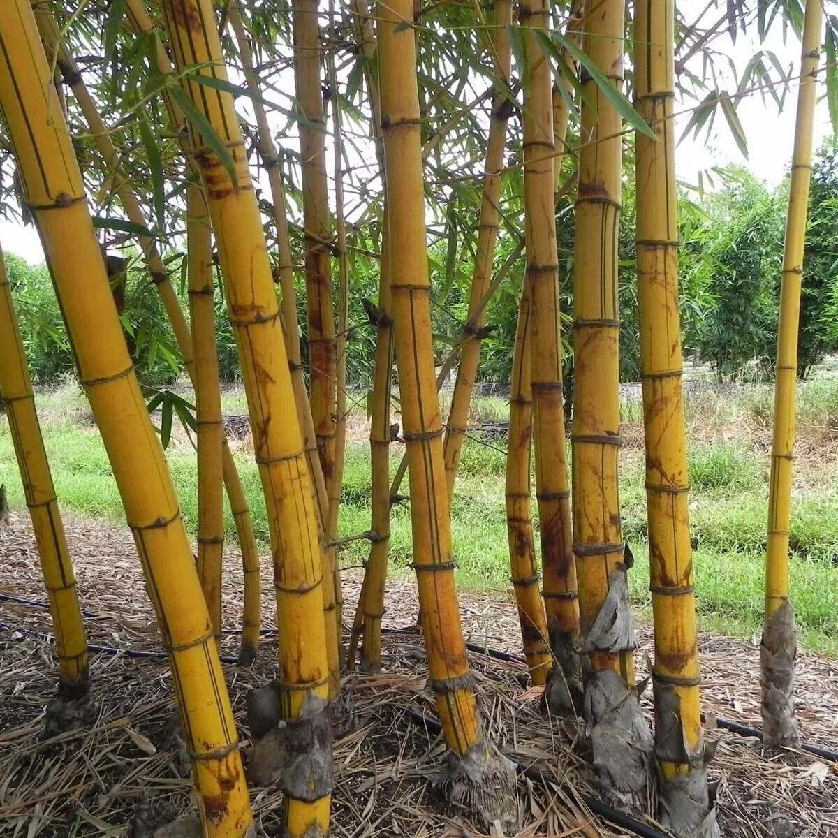 Hawaiian Gold Bamboo Seeds - Clumping Privacy Screen, Garden Border, Bambusa vulgaris 'Wamin' - 50 Seeds