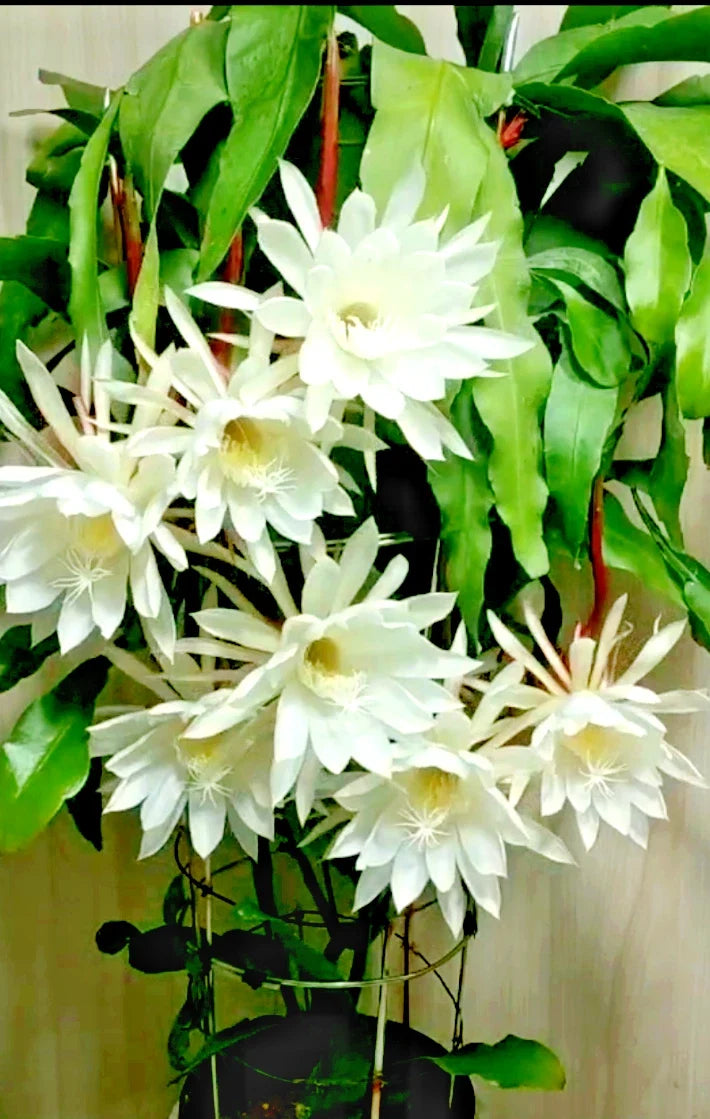 Night Blooming Cereus Cactus Orchid Plant, 4" Pot, Epiphyllum oxypetalum, Indoor Flowering Succulent, Rooted Plant